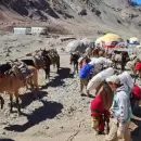 El Aconcagua cerró la temporada con resultados positivos, en bienestar animal y controles reforzados