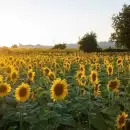 La molienda de girasol marcó un récord histórico y superó las 500.000 toneladas en marzo