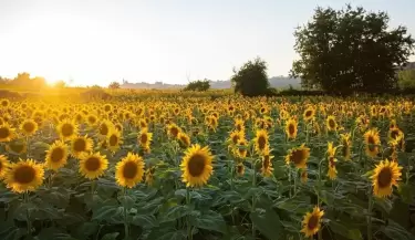 girasol