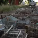 D�a del Animal en Mendoza: liberaron aves rescatadas y destruyeron casi 1.500 jaulas del tr�fico ilegal
