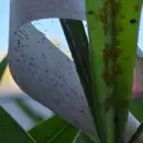 Liberaron insectos benéficos en plazas de Ciudad y San Martín para combatir plagas sin uso de químicos