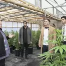 Una empresa de Guaymallén fue la primera en ingresar al Registro de Cannabis Medicinal