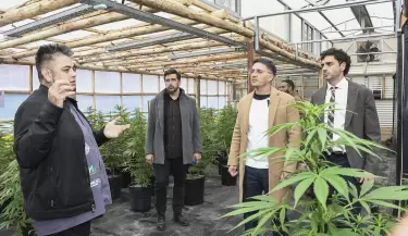 cannabis