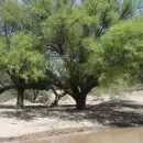 Mendoza endureció las multas por desmontes ilegales de flora y bosques nativos