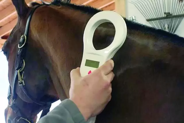 identificación equina