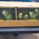 Mendoza encabeza acciones en la lucha contra el tr�fico ilegal de fauna silvestre