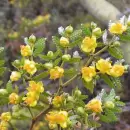 Plantas de poder: los secretos del sahumado con jarilla y resinas locales para armonizar el hogar