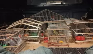 Aves