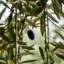 Mendoza tendrá los primeros especialistas del país en oleoturismo