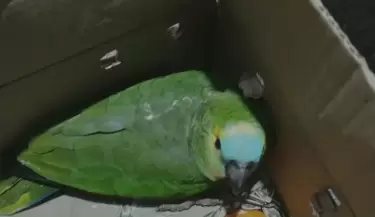 loro verde