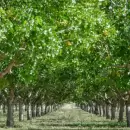 Lavalle y la Provincia impulsan la producci�n de pistacho, almendras e injertos