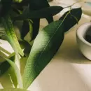 Fitomedicina y adaptógenos: la sabiduría vegetal que enseña al cuerpo a resistir el estrés diario