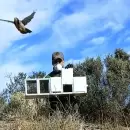 Liberaron a m�s de 60 aves silvestres que fueron rescatadas del tr�fico ilegal