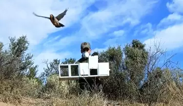 Aves