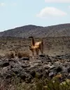 fuego espa�a