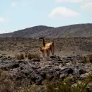 Por el frío, los animales silvestres bajan de Alta Montaña: recomendaciones para protegerlos
