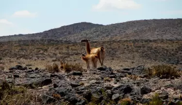 fauna silvestre