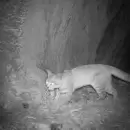 Sorpresa en Malargüe: volvieron a registrar al gato andino, el felino más amenazado de América