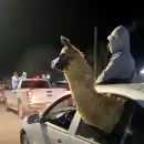 Insólito festejo: investigan a un penitenciario mendocino por haber paseado una llama en su auto