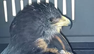 aguila