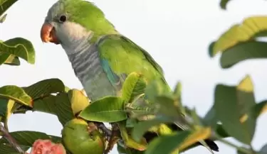 loros
