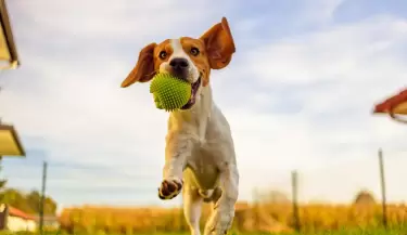 DiaMundialPerro