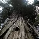 El Alerce Abuelo será protegido con un plan científico especial en la Patagonia