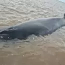 Una ballena de siete metros quedó varada en San Isidro y esperan la marea para salvarla